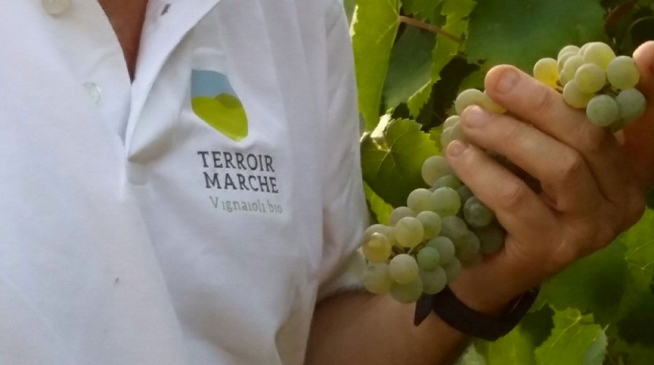 Vini biologici e biodinamici nelle Marche - Terroir Marche